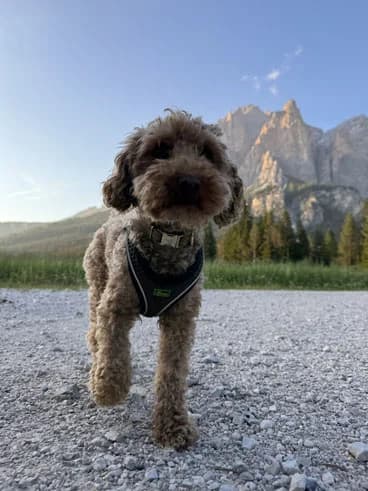 Samson, male puppy Poodle for adoption at Tierhilfe Leichlingen e.V.