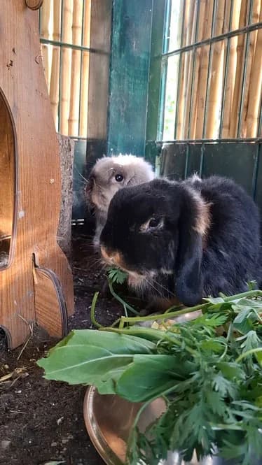 Dorie (Schwarz) und Nemo (Beige), female senior mixed breed for adoption at Tierhilfe Leichlingen e.V.