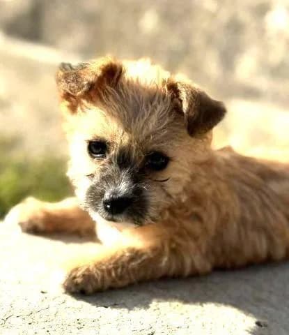 Lettie & Lisett, female puppy Mixed Breed for adoption at Tier-Not-Hilfe
