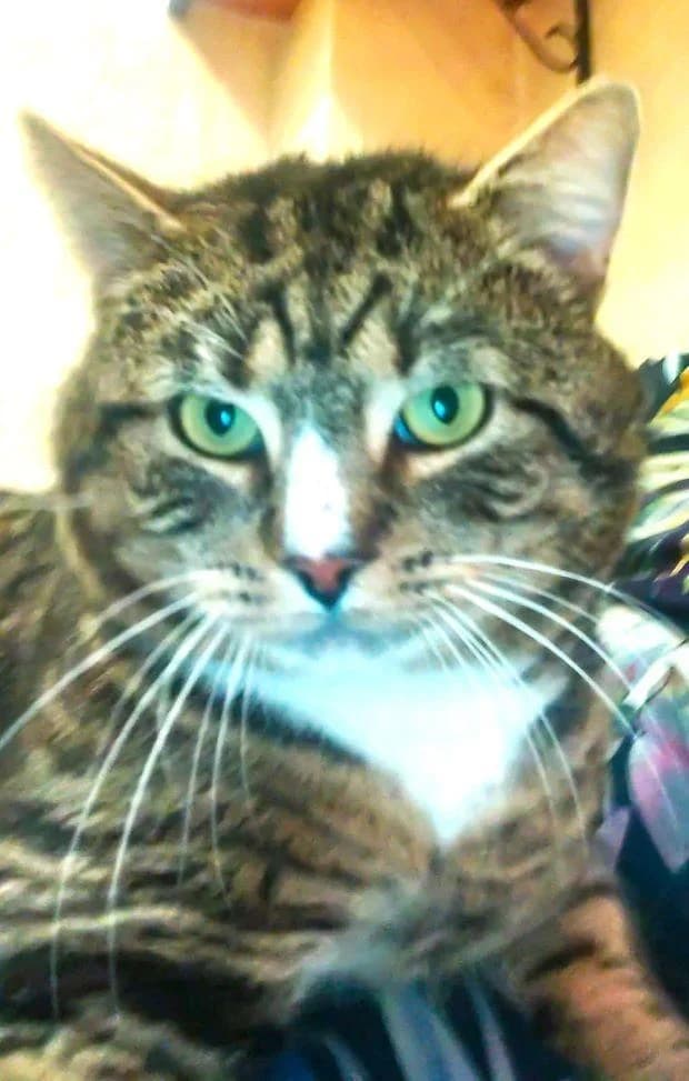 RAMBO, male 5yo European Shorthair for adoption at Tier-Not-Hilfe