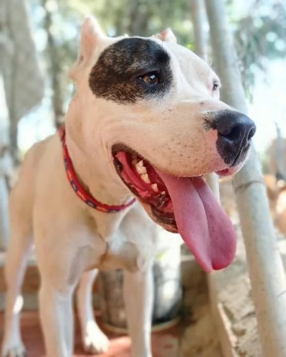 ANA, female 5yo American Staffordshire Terrier for adoption at Tier-Not-Hilfe