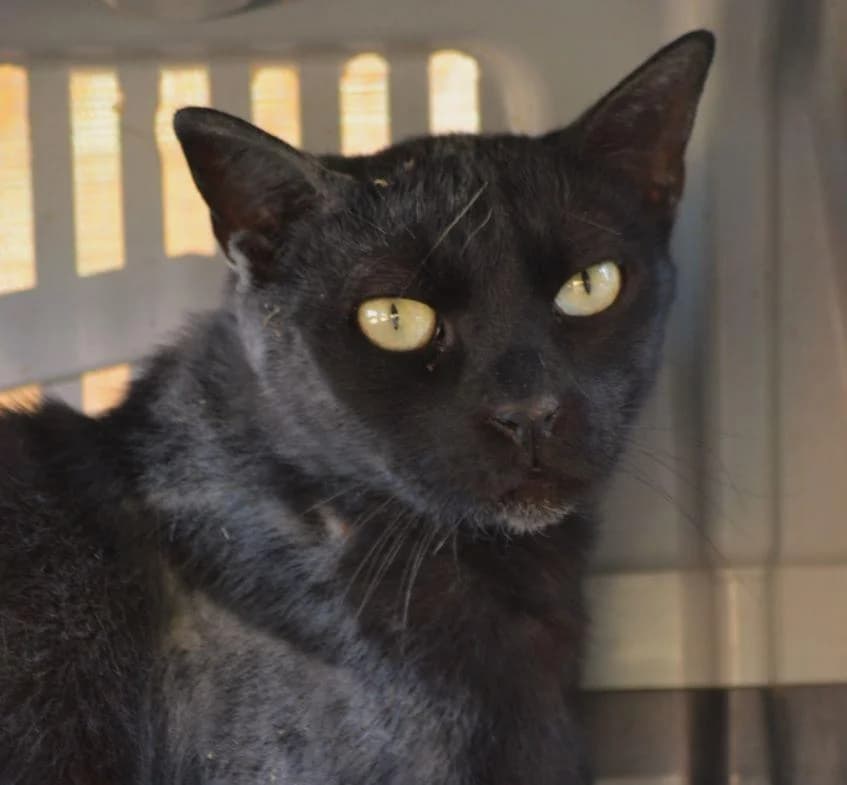 HUMO, male 6yo European Shorthair for adoption at Tier-Not-Hilfe