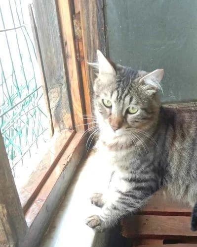 CAKIR & TOPRAK, male young European Shorthair for adoption at Tier-Not-Hilfe