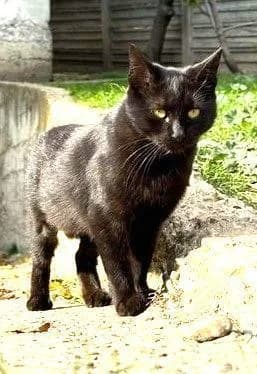 PISA, female 5yo European Shorthair for adoption at Tier-Not-Hilfe