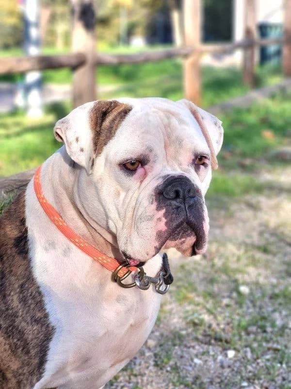 GIPSY, female 3yo French Bulldog for adoption at Tier-Not-Hilfe