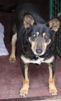 SOS, male senior Mixed Breed for adoption at Tier-Not-Hilfe