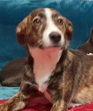 S.O.S, male senior Podenco for adoption at Tier-Not-Hilfe