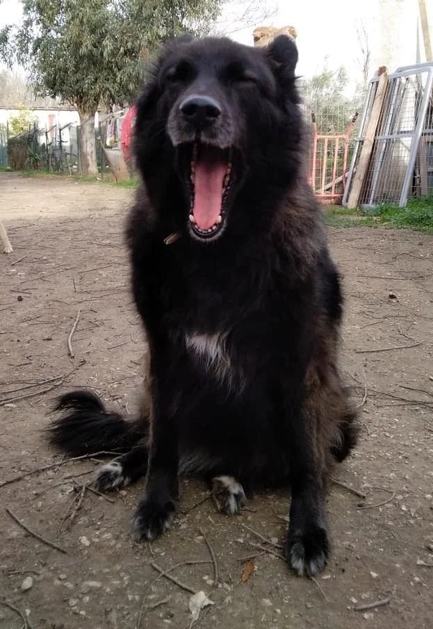 JEANY, female senior Mixed Breed for adoption at Tier-Not-Hilfe