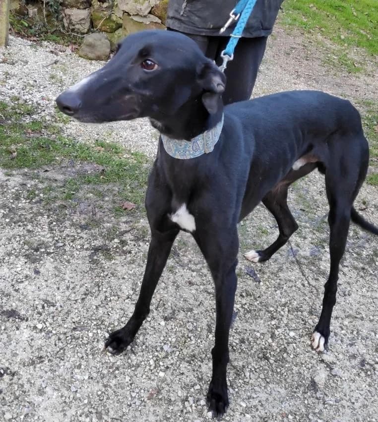 SIMÓN, male 5yo Galgo Español for adoption at Tier-Not-Hilfe