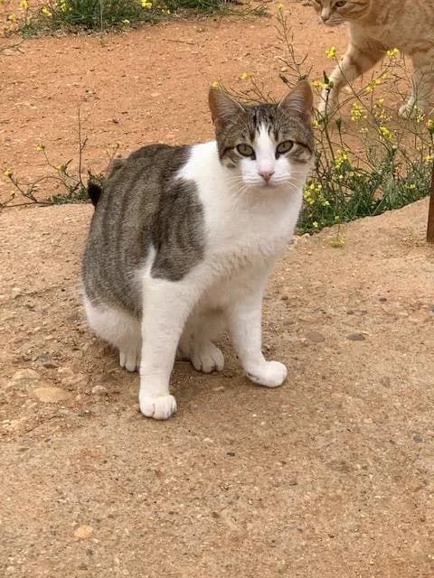 NUR, male 7yo European Shorthair for adoption at Tier-Not-Hilfe