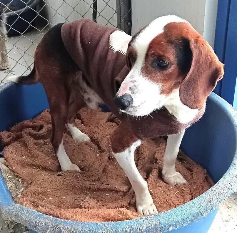 PETER PAN, male senior Beagle for adoption at Tier-Not-Hilfe