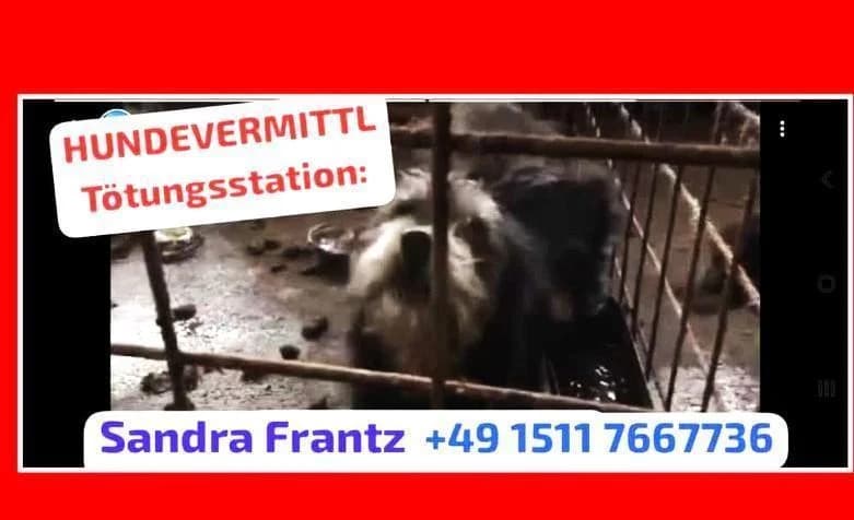 SOS! EILT, female young Mixed Breed for adoption at Tier-Not-Hilfe