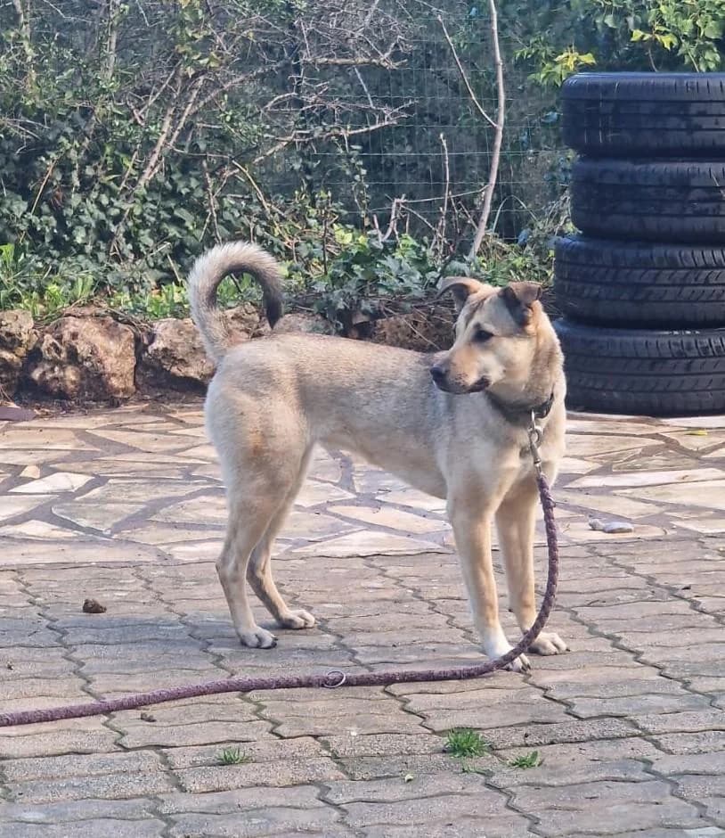 CANELLE, female 5yo Mixed Breed for adoption at Tier-Not-Hilfe