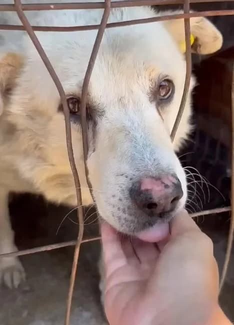 MAKS, male senior Mixed Breed for adoption at Tier-Not-Hilfe