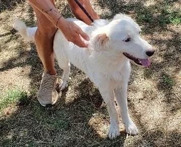 CEDRIK, male 5yo Collie for adoption at Tier-Not-Hilfe