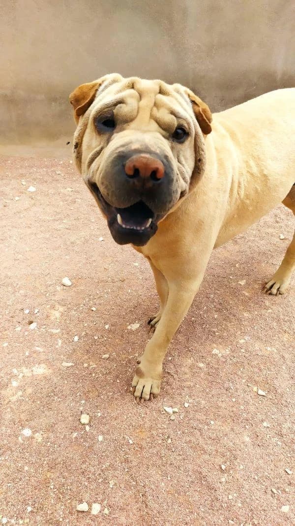 NINA & TROY, female 5yo mixed breed for adoption at Tier-Not-Hilfe