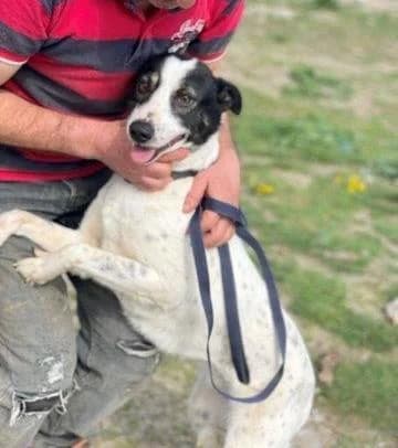 Anhängliche, female 5yo Mixed Breed for adoption at Tier-Not-Hilfe