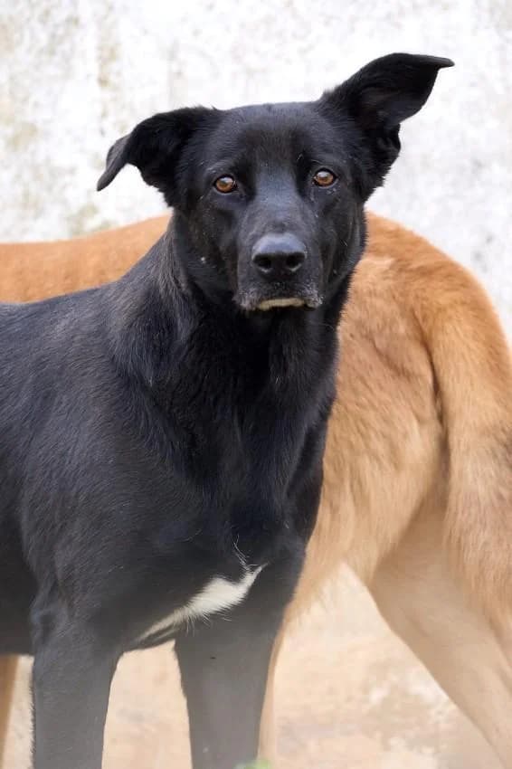 MILU, gold male senior Mixed Breed for adoption at Tier-Not-Hilfe