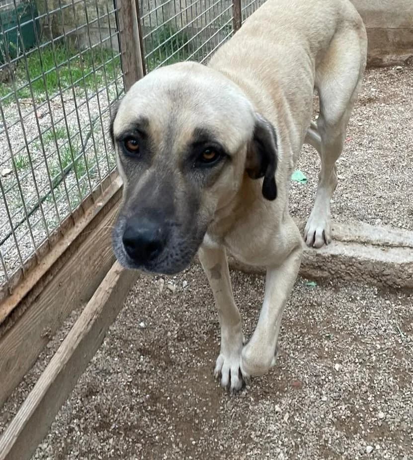 ROMEO, male 6yo Mixed Breed for adoption at Tier-Not-Hilfe