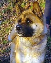 Akita, male senior Akita for adoption at Tier-Not-Hilfe