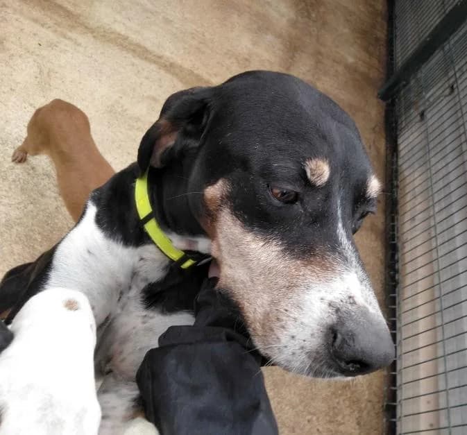 JASON, male senior Mixed Breed for adoption at Tier-Not-Hilfe