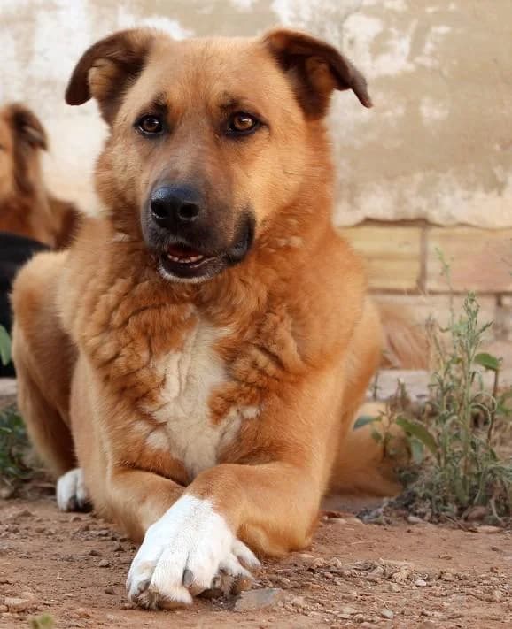 GOLD, gold male senior Mixed Breed for adoption at Tier-Not-Hilfe