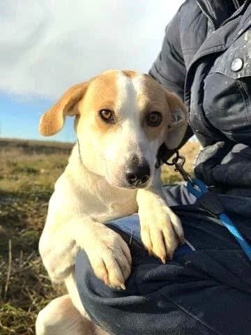 Hundemama, female 5yo Mixed Breed for adoption at Tier-Not-Hilfe
