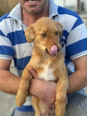 MATTEO, male young Mixed Breed for adoption at Tier-Not-Hilfe