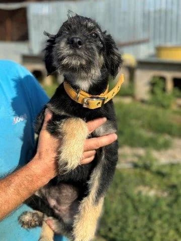 Hunde, female young Mixed Breed for adoption at Tier-Not-Hilfe