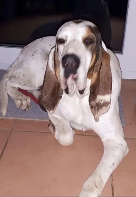 ELISABETH, female senior mixed breed for adoption at Tier-Not-Hilfe