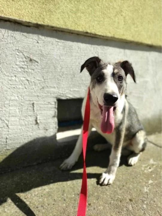 GOLO, male young Mixed Breed for adoption at Tier-Not-Hilfe