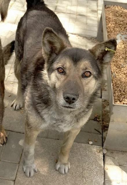 MARLO, male senior Mixed Breed for adoption at Tier-Not-Hilfe