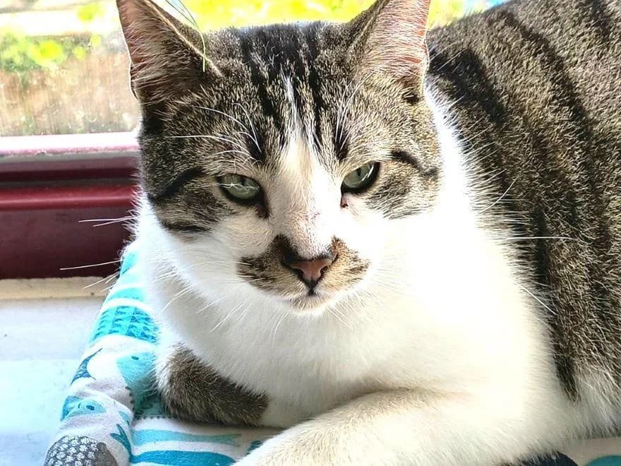 MICKEY, male 4yo European Shorthair for adoption at Tier-Not-Hilfe