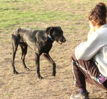 BRIAN, male 4yo Mixed Breed for adoption at Tier-Not-Hilfe