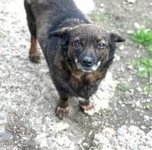 FELINE, female senior Mixed Breed for adoption at Tier-Not-Hilfe