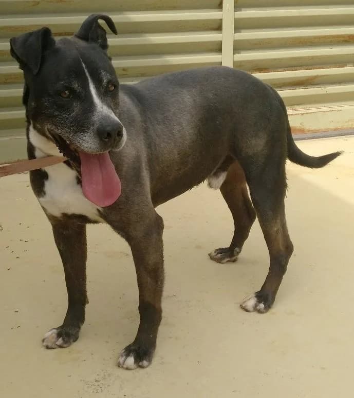 NOTfall, male senior American Staffordshire Terrier for adoption at Tier-Not-Hilfe