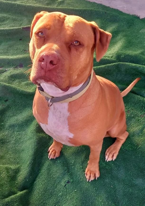 DREI, female 7yo American Staffordshire Terrier for adoption at Tier-Not-Hilfe