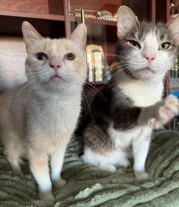 TEZY & BLUE, grau female 7yo European Shorthair for adoption at Tier-Not-Hilfe