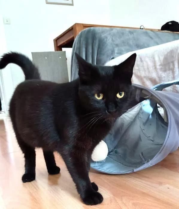 Tom & Pisa, schwarz female 5yo European Shorthair for adoption at Tier-Not-Hilfe