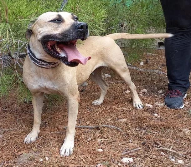 FÜNF, beige female senior Bull Terrier for adoption at Tier-Not-Hilfe