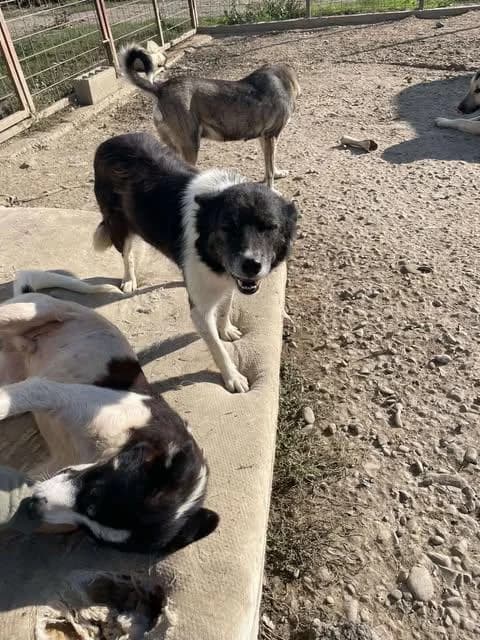 HELENE, female senior Mixed Breed for adoption at Tier-Not-Hilfe
