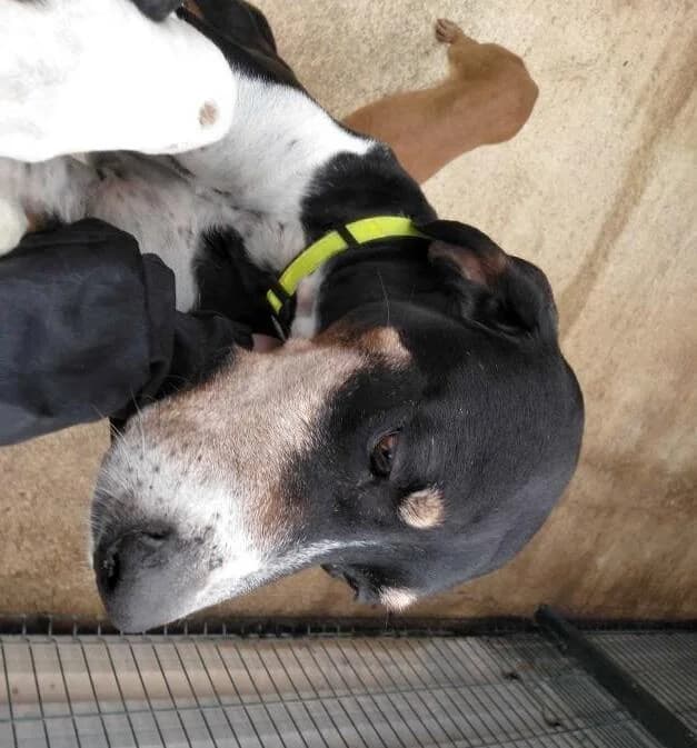 JASON, male senior Mixed Breed for adoption at Tier-Not-Hilfe