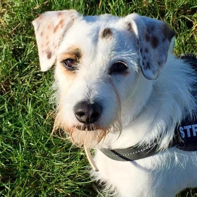 G I N O, male senior Mixed Breed for adoption at Tier-Not-Hilfe