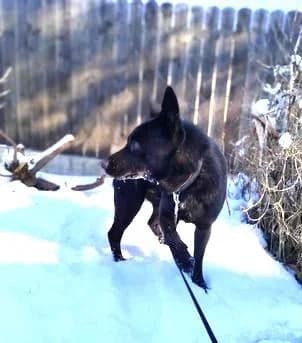FRANJO, male 4yo Mixed Breed for adoption at Tier-Not-Hilfe