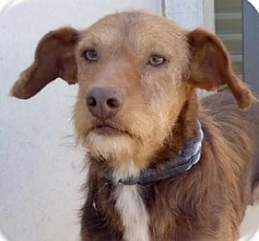 DORAMI, female senior Mixed Breed for adoption at Tier-Not-Hilfe