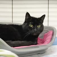 Anne, female 7yo Mixed Breed for adoption at Tierasyl Chemnitz