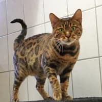 Bärbel & Smilla, female 3yo Mixed Breed for adoption at Tierasyl Chemnitz