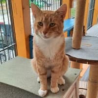 Chilli, rot male Mixed Breed for adoption at Tierasyl Chemnitz