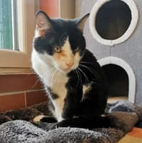 Chrissabella, female senior Mixed Breed for adoption at Tierasyl Chemnitz