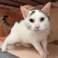 Findus, male young Mixed Breed for adoption at Tierasyl Chemnitz
